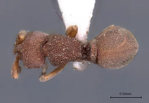 Discothyrea sringerensis specimen