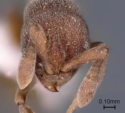 Discothyrea sringerensis specimen