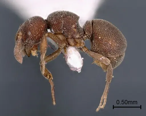 Discothyrea sringerensis specimen