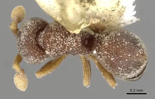 Discothyrea stumperi specimen