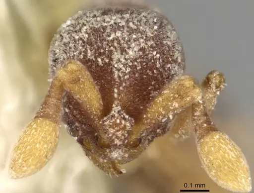 Discothyrea stumperi specimen