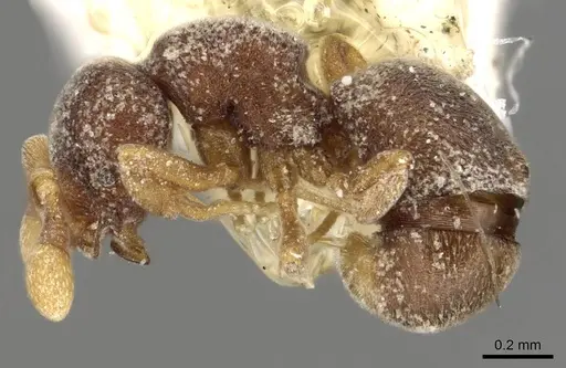 Discothyrea stumperi specimen