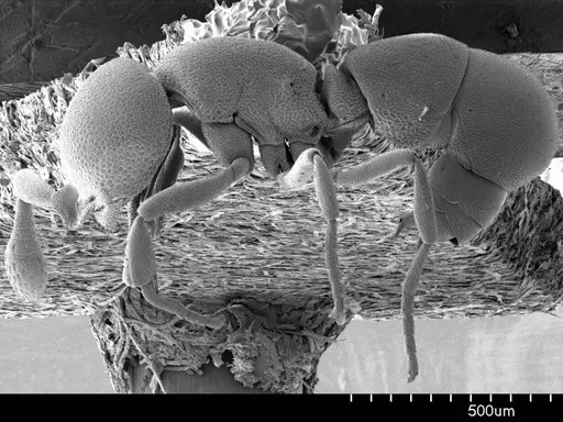 Discothyrea testacea specimen