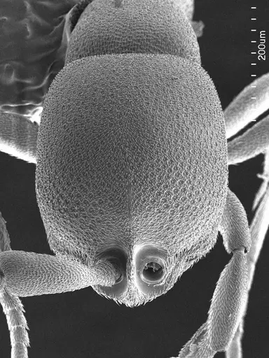 Discothyrea testacea specimen