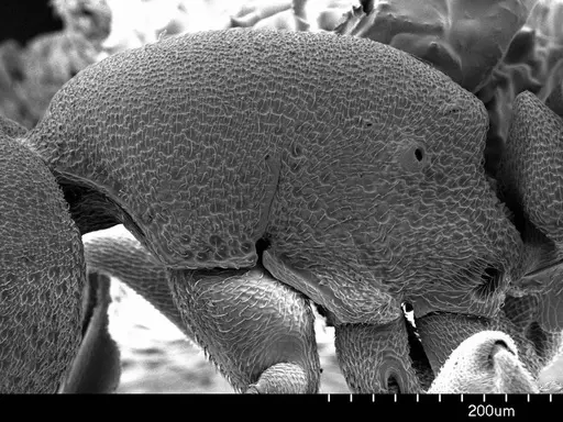 Discothyrea testacea specimen