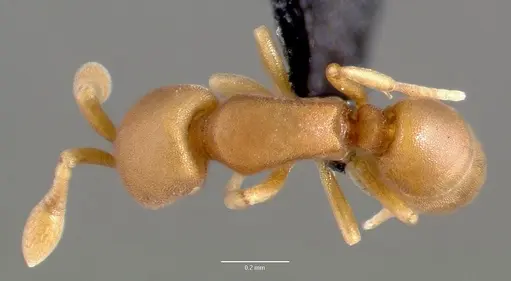 Discothyrea testacea - CASENT0004651