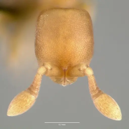 Discothyrea testacea - CASENT0004651