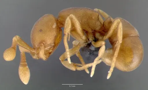 Discothyrea testacea - CASENT0004651