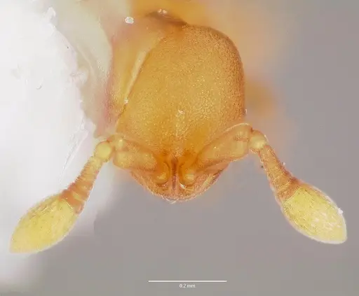 Discothyrea testacea - CASENT0006058