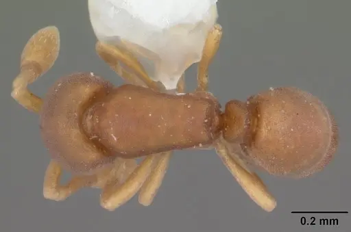 Discothyrea testacea - CASENT0103847