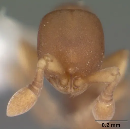 Discothyrea testacea - CASENT0103847