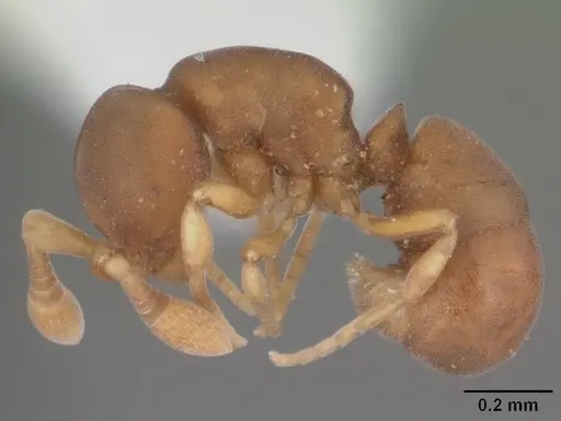 Discothyrea testacea - CASENT0103847