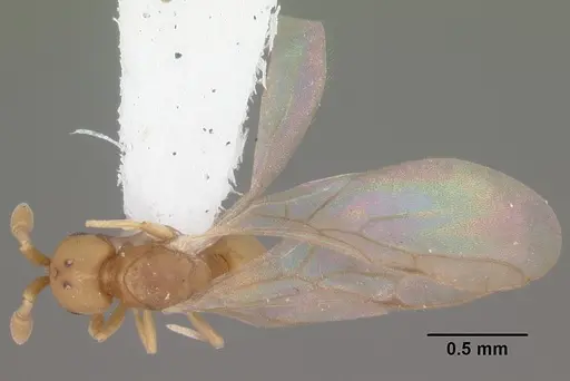 Discothyrea testacea - CASENT0103848