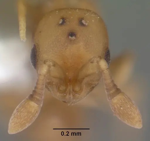 Discothyrea testacea - CASENT0103848