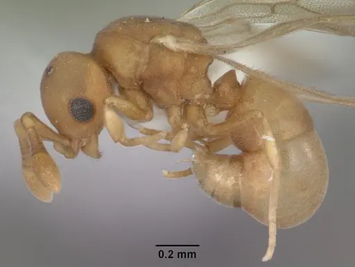 Discothyrea testacea - CASENT0103848