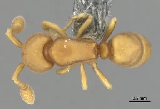 Discothyrea testacea - CASENT0270725