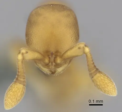 Discothyrea testacea - CASENT0270725