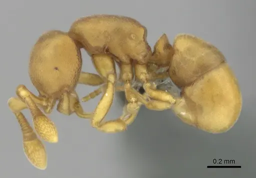 Discothyrea testacea - CASENT0270725