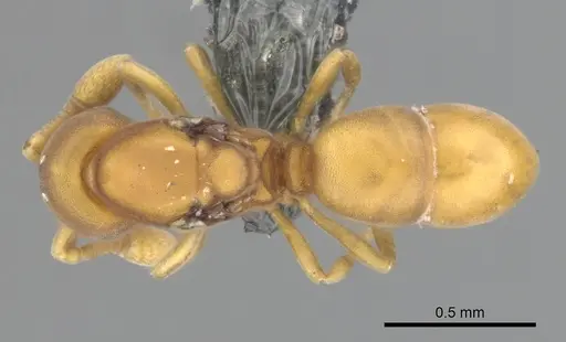 Discothyrea testacea - CASENT0270726