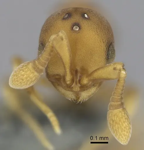 Discothyrea testacea - CASENT0270726