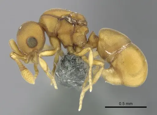 Discothyrea testacea - CASENT0270726