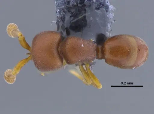 Discothyrea testacea - CBUMAGENT34512