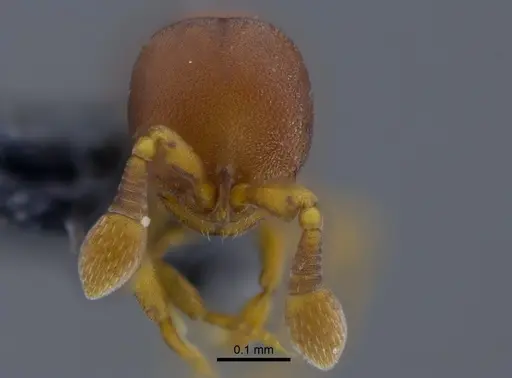 Discothyrea testacea - CBUMAGENT34512