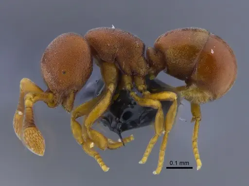 Discothyrea testacea - CBUMAGENT34512