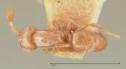 Discothyrea testacea - FOCOL0935