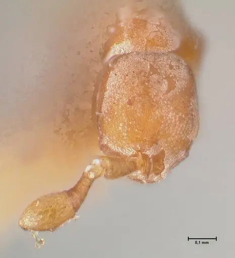 Discothyrea testacea - FOCOL0935