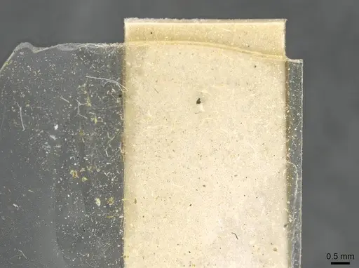 Discothyrea traegaordhi specimen