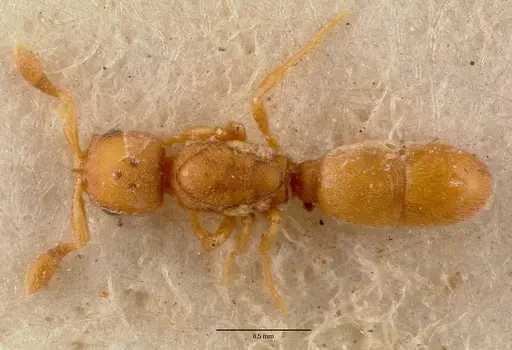 Discothyrea traegaordhi - SAM-ENT-0011508