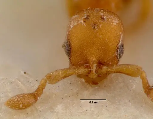 Discothyrea traegaordhi - SAM-ENT-0011508