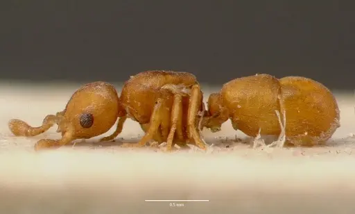 Discothyrea traegaordhi - SAM-ENT-0011508