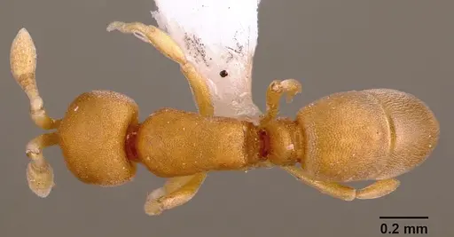 Discothyrea traegaordhi - SAM-HYM-C000061A