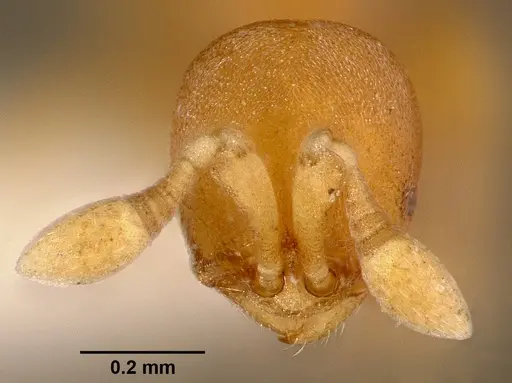 Discothyrea traegaordhi - SAM-HYM-C000061A