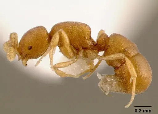 Discothyrea traegaordhi - SAM-HYM-C000061A