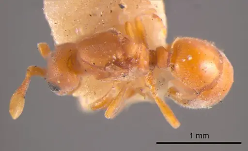 Discothyrea turtoni specimen