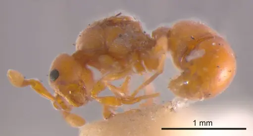 Discothyrea turtoni specimen