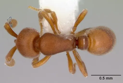 Discothyrea turtoni - CASENT0172090