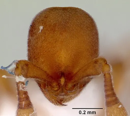 Discothyrea turtoni - CASENT0172090