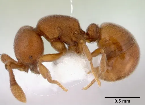 Discothyrea turtoni - CASENT0172090