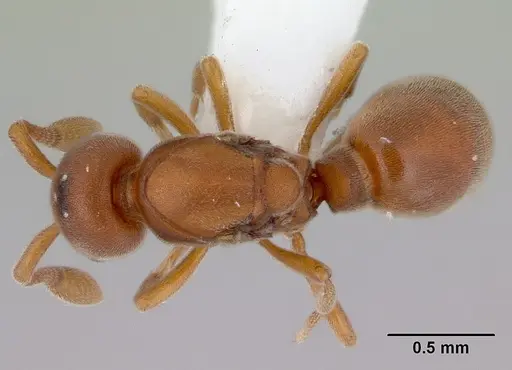 Discothyrea turtoni - CASENT0172091