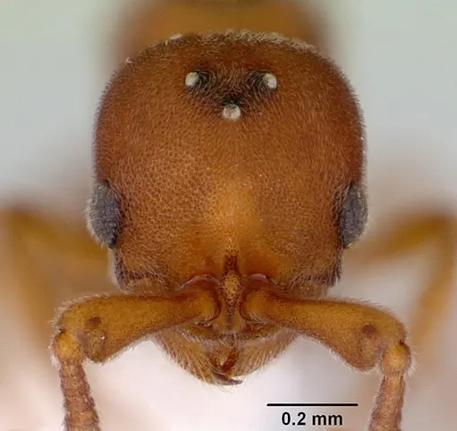 Discothyrea turtoni - CASENT0172091