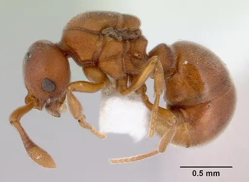 Discothyrea turtoni - CASENT0172091