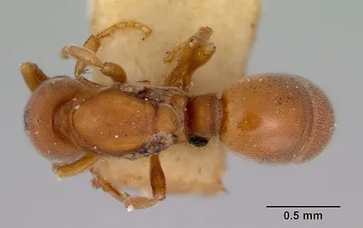 Discothyrea turtoni - CASENT0172092