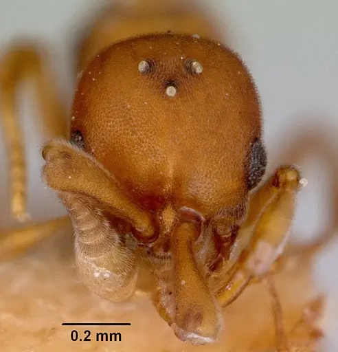 Discothyrea turtoni - CASENT0172092