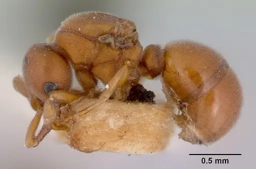 Discothyrea turtoni - CASENT0172092