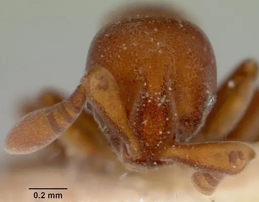 Discothyrea velutina specimen