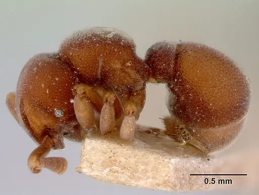 Discothyrea velutina specimen